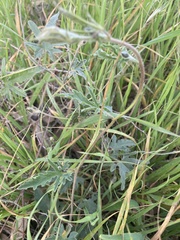 Convolvulus althaeoides