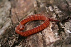 Asthenodipsas vertebralis