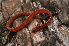 Asthenodipsas vertebralis