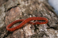 Asthenodipsas vertebralis