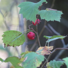 Crataegus macrosperma