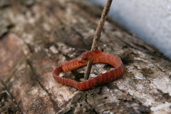 Asthenodipsas vertebralis