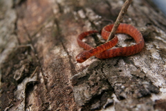 Asthenodipsas vertebralis