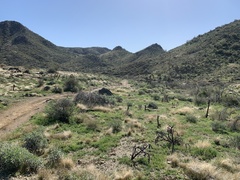 Oncosiphon pilulifer