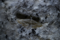 Araeopteron