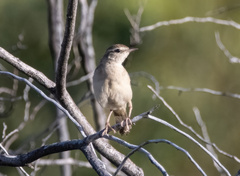 Cincloramphus mathewsi