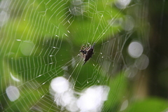 Gasteracantha diardi