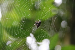 Gasteracantha diardi