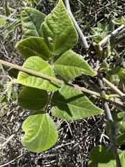 Rhynchosia precatoria