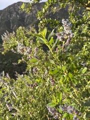 Ceanothus