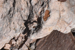 Endiodioctes