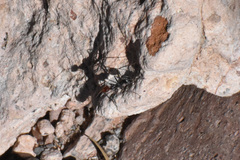 Endiodioctes