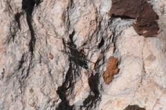 Endiodioctes