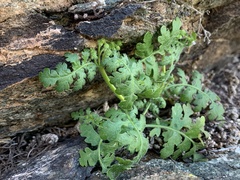Phacelia distans
