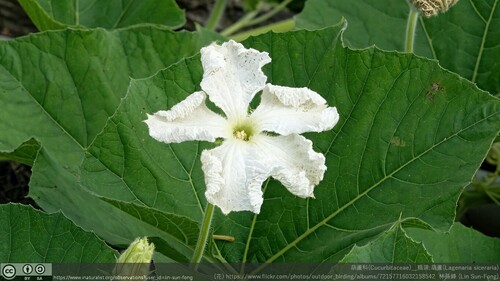 Bottle Gourd