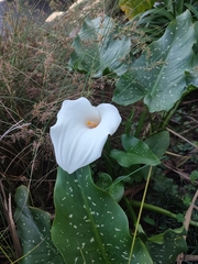 Zantedeschia albomaculata
