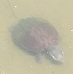 Malayemys macrocephala