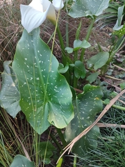 Zantedeschia albomaculata