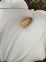 Zantedeschia albomaculata