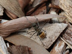 Polyrhachis aurea