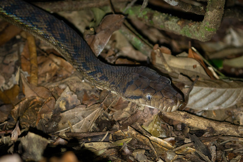 Australian Scrub Python sighting