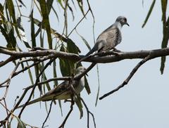 Geopelia cuneata