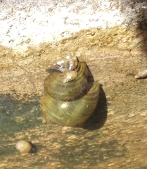 Gastropoda
