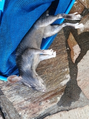 Cricetomys gambianus