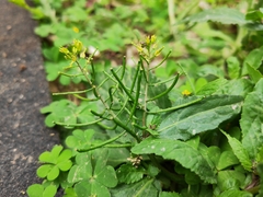 Rorippa indica