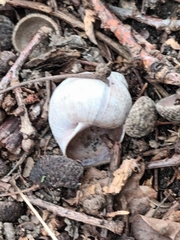 Helix pomatia