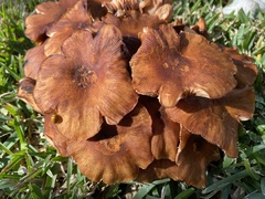 Physalacriaceae