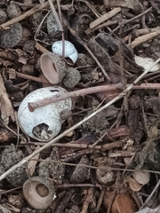 Helix pomatia