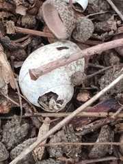 Helix pomatia