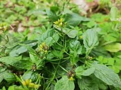 Rorippa indica