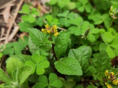Rorippa indica