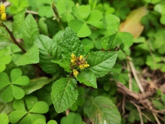 Rorippa indica