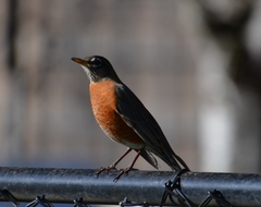 Turdus migratorius