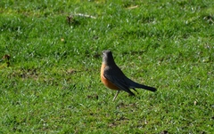Turdus migratorius