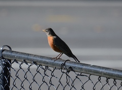 Turdus migratorius