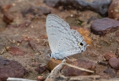 Catochrysops panormus