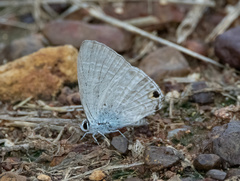 Catochrysops panormus