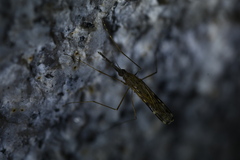 Anopheles