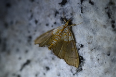 Agrotera nemoralis