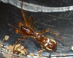 Micrathena schreibersi