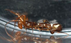 Micrathena schreibersi