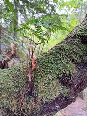 Asplenium pseudolaserpitiifolium