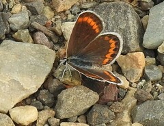 Plebejus melissa