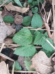 Lamium