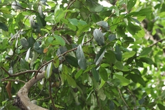 Xylocarpus granatum