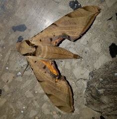 Protambulyx
